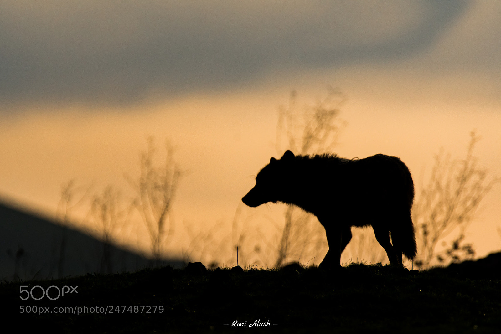Nikon D500 sample photo. Wolf... silhouette photography
