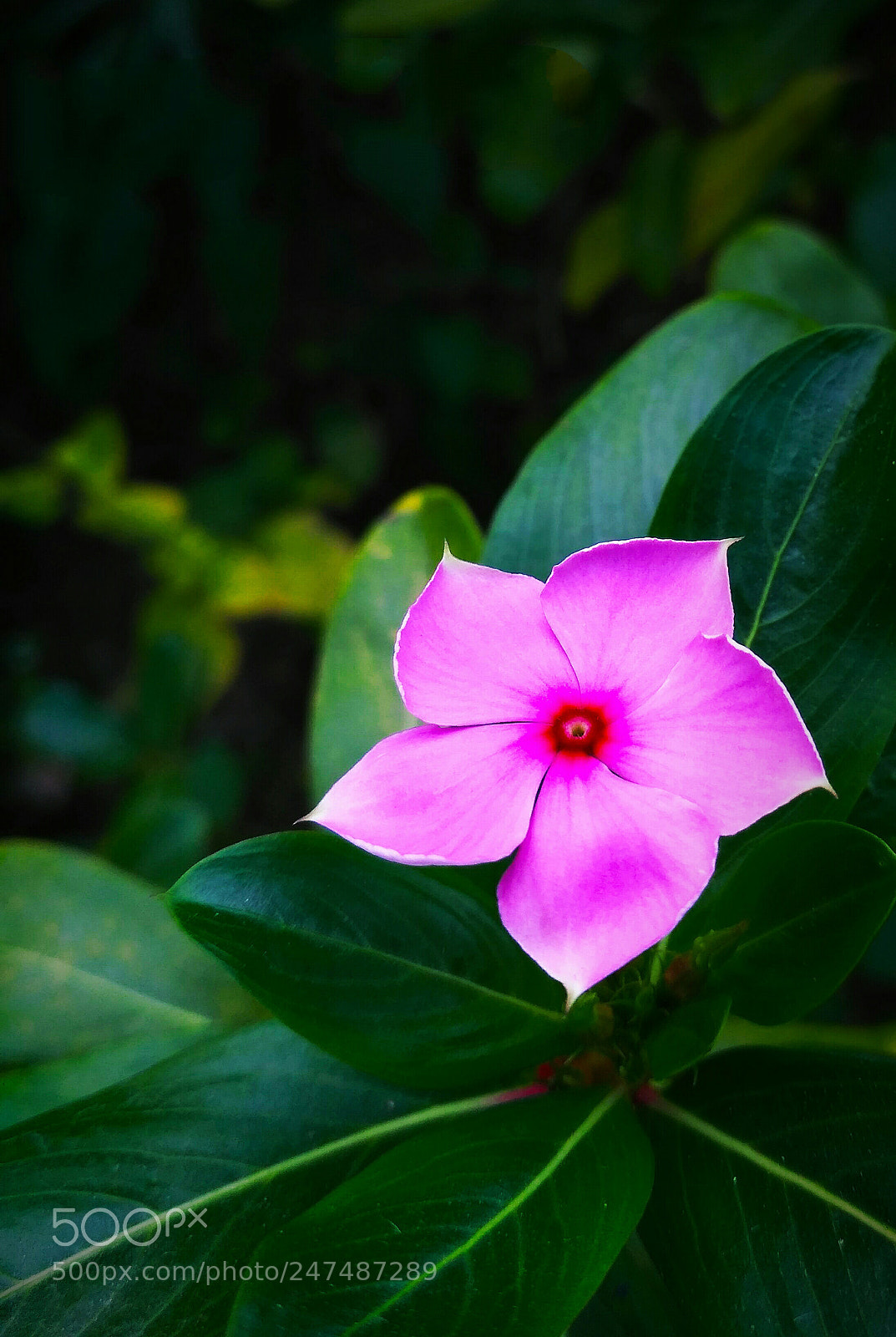 Xiaomi Redmi 3S sample photo. The rising star of photography