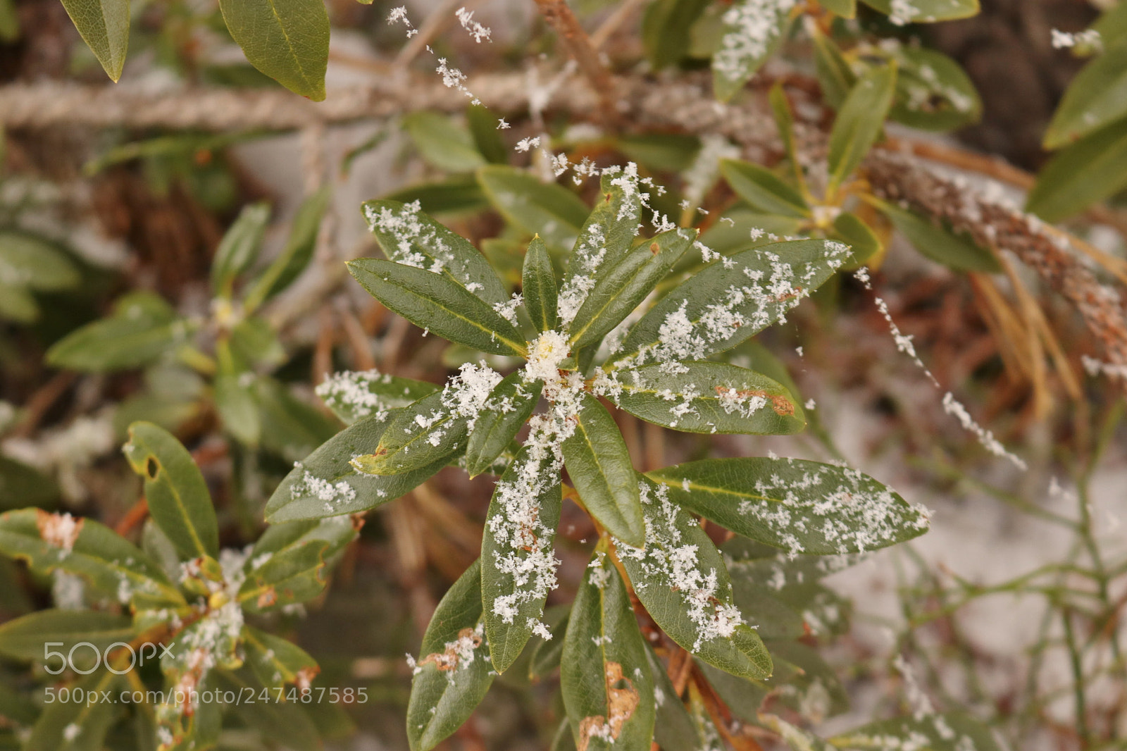 Canon EOS 80D sample photo. Snow strings photography