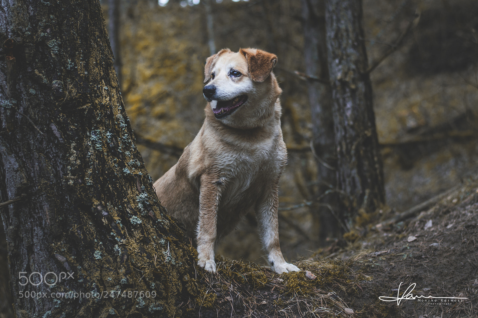 Nikon D3200 sample photo. Forest part 2 photography
