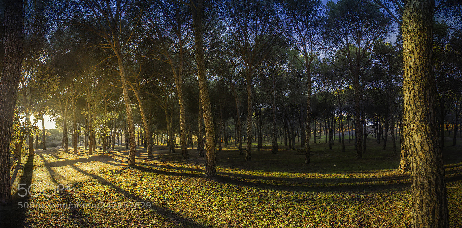 Canon EOS 600D (Rebel EOS T3i / EOS Kiss X5) sample photo. Magic forest photography