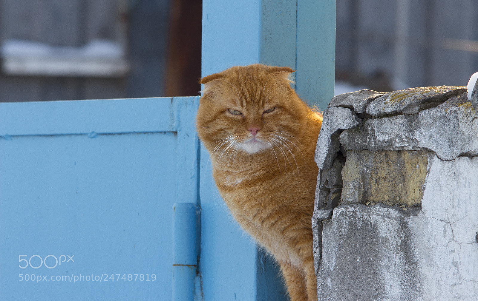 Canon EOS 650D (EOS Rebel T4i / EOS Kiss X6i) sample photo. I'm watching you ! photography