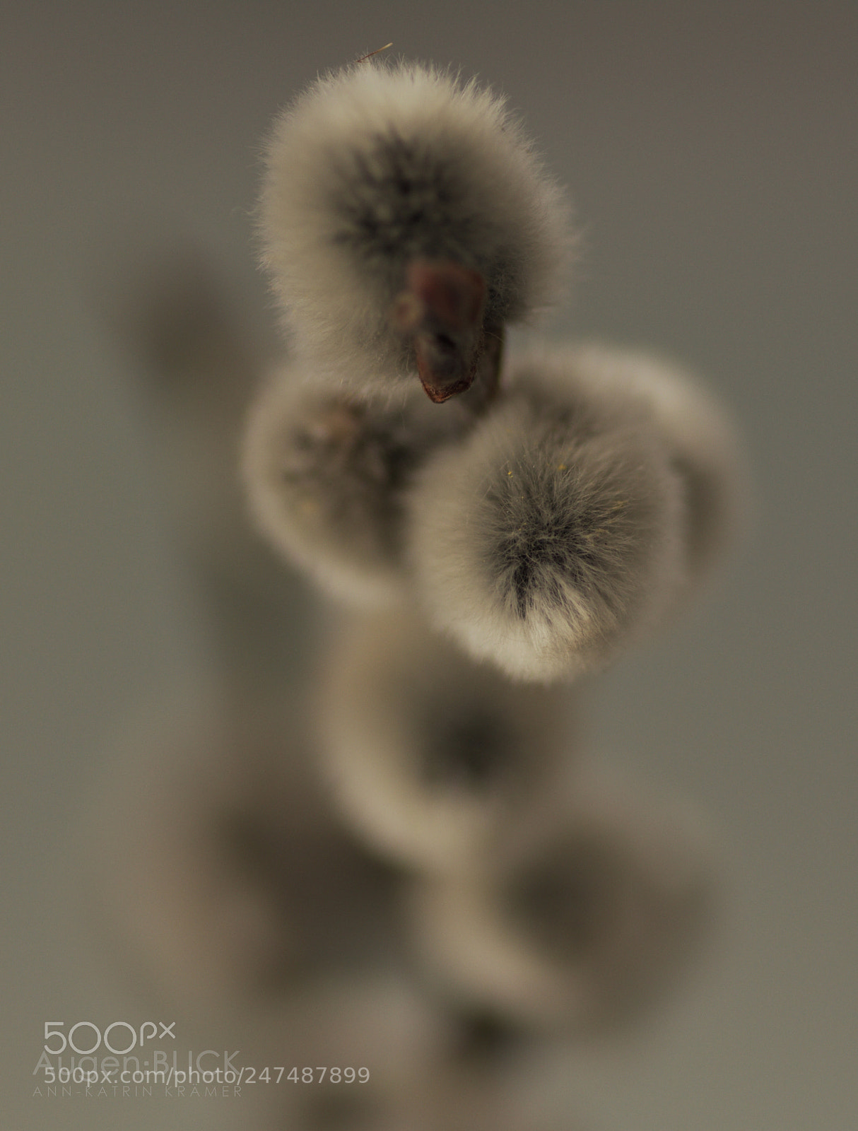 Nikon D7200 sample photo. Willow catkin photography