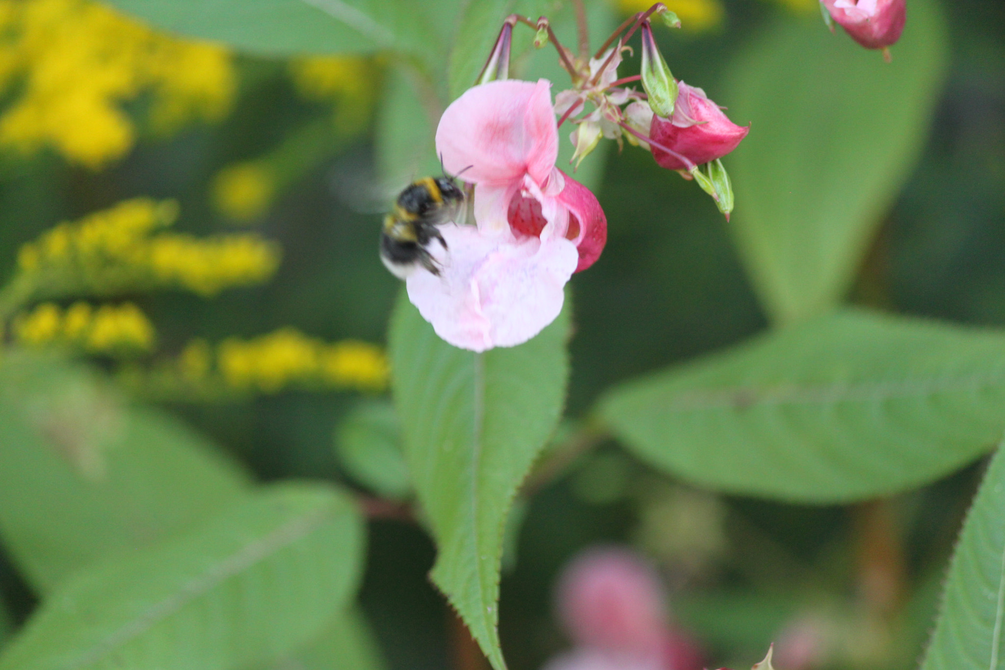 Canon EF-S 55-250mm F4-5.6 IS sample photo