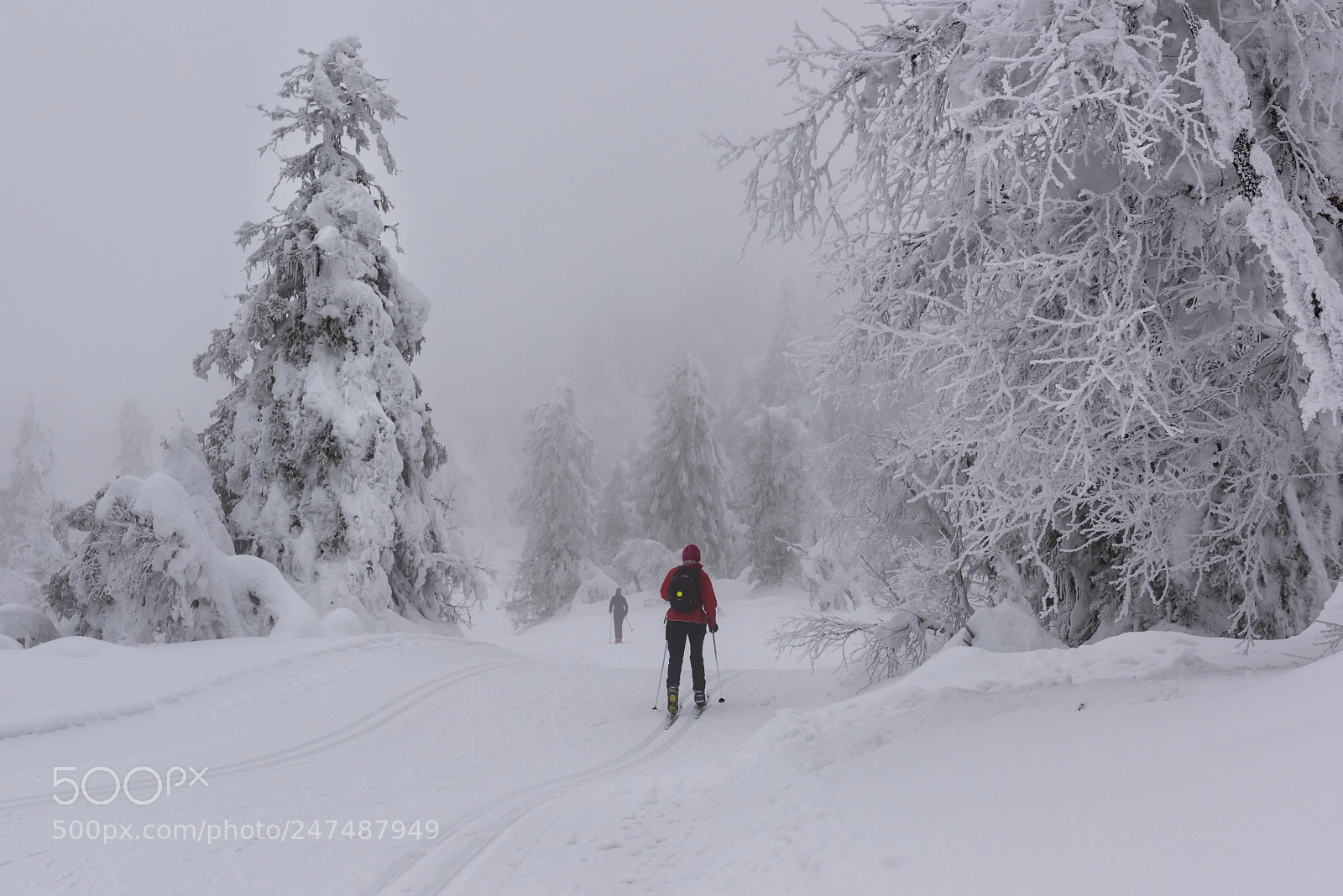 Nikon D810 sample photo. Winter fog photography