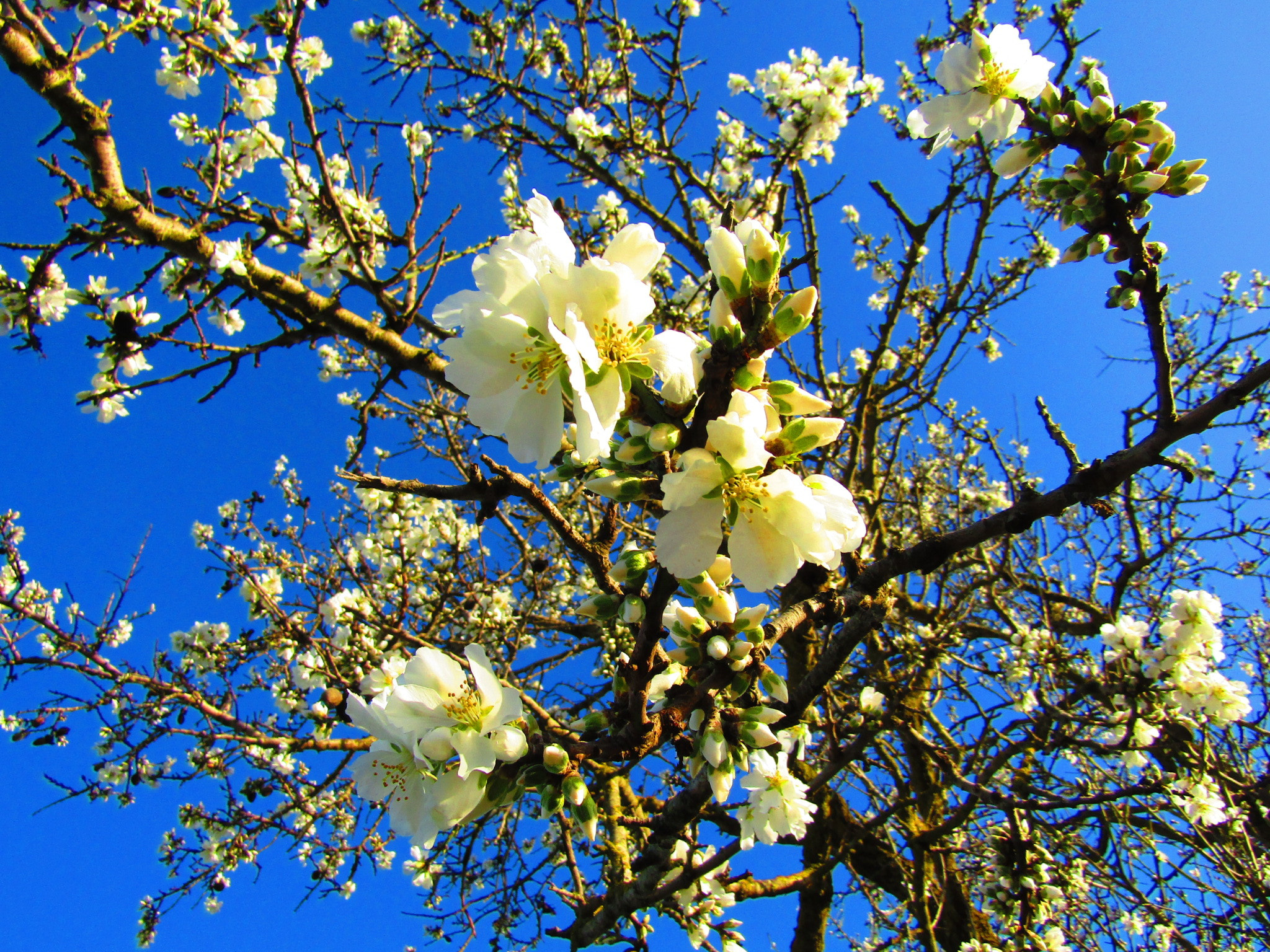 Canon PowerShot SX420 IS sample photo. Flowering almondtree photography