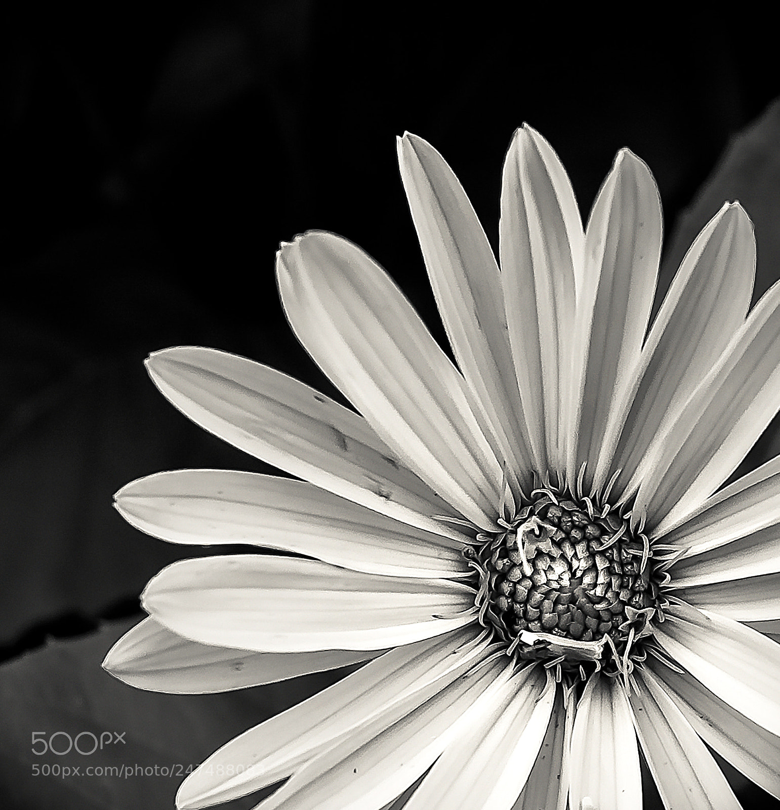 Canon EOS 10D sample photo. Theflower photography