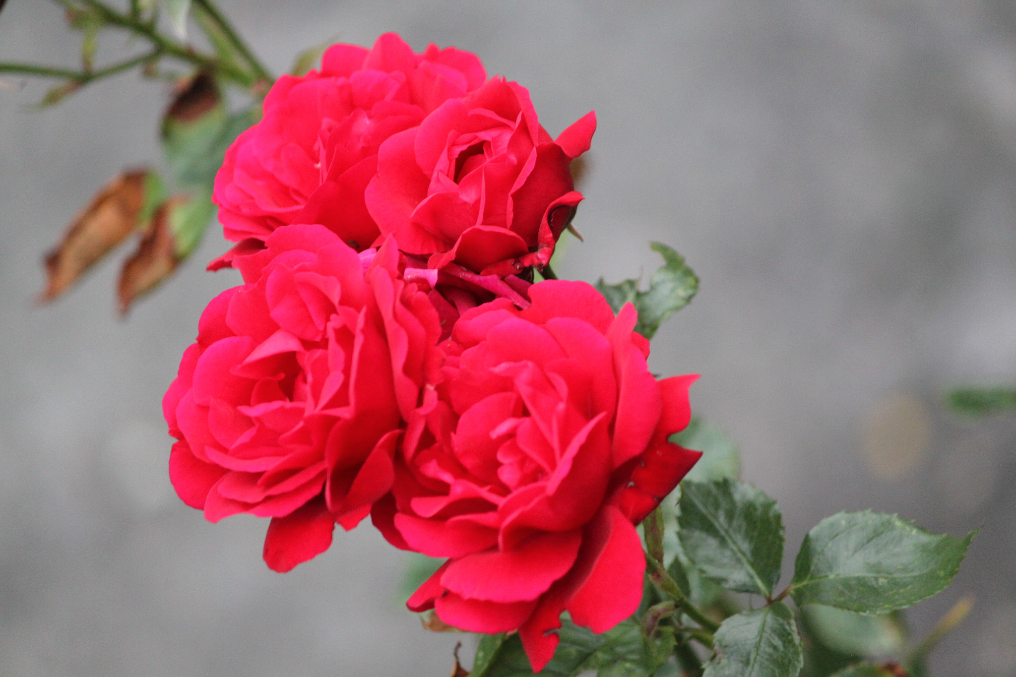 Canon EF-S 55-250mm F4-5.6 IS sample photo