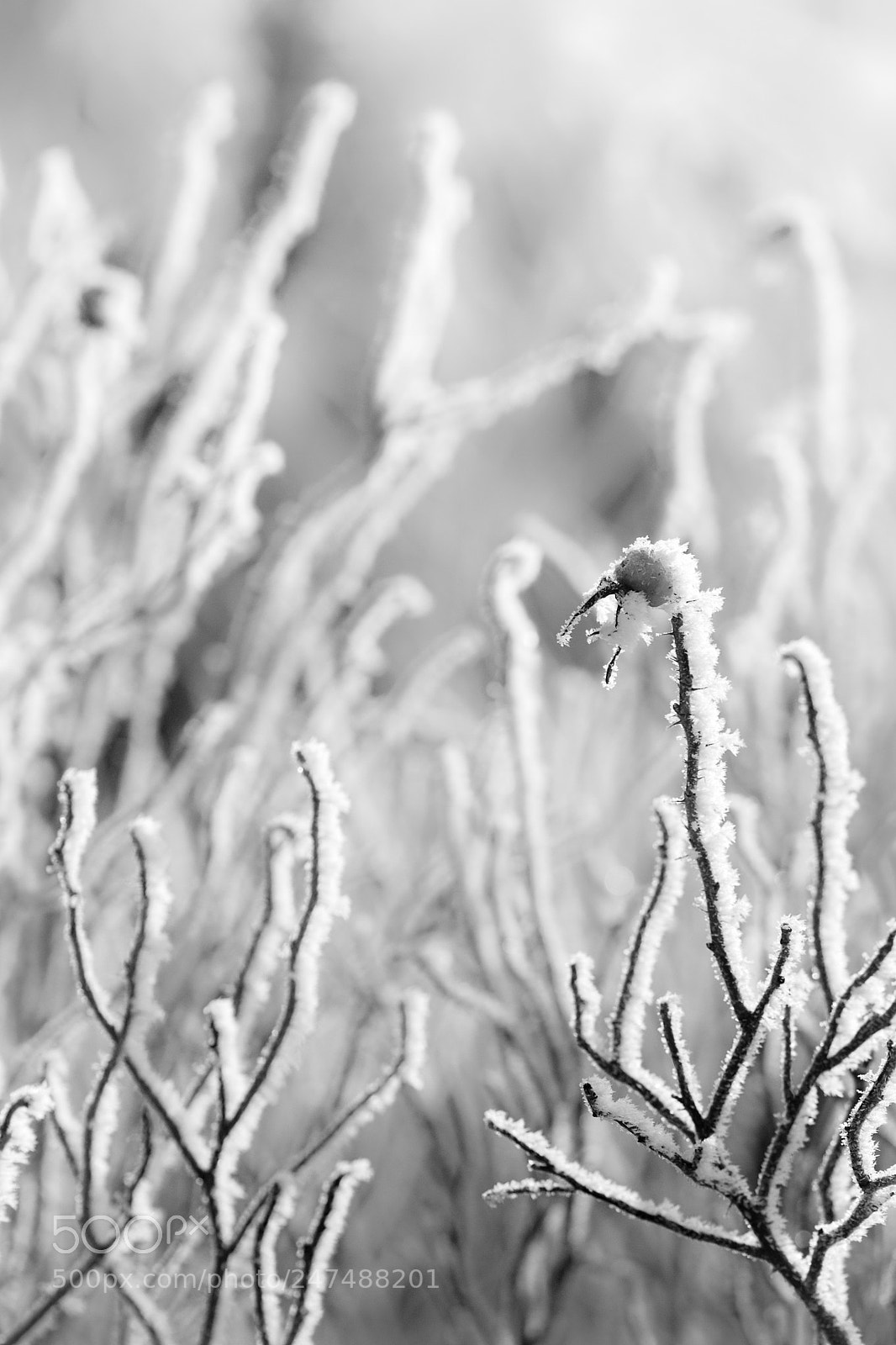 Nikon D7200 sample photo. Rose hip photography