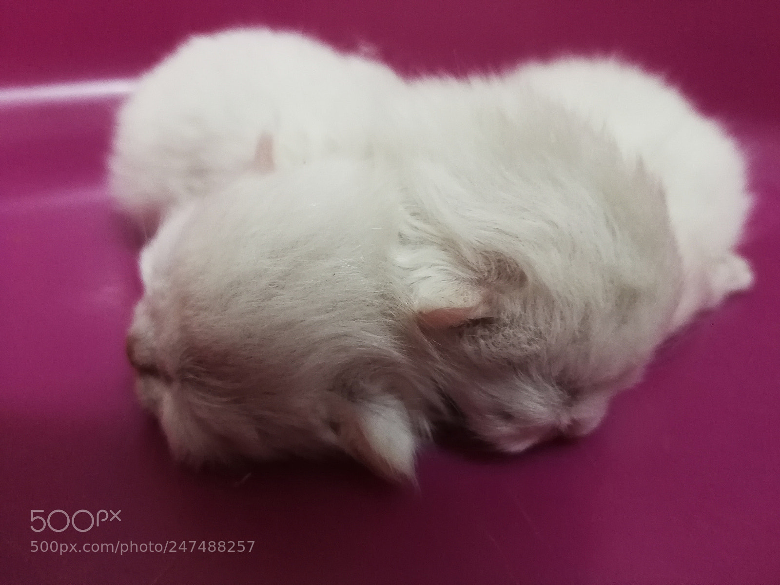 HUAWEI P10 Plus sample photo. Baby cat photography