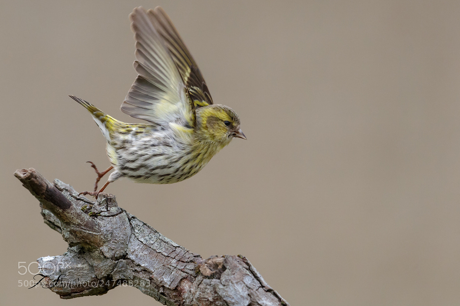 Canon EOS-1D X Mark II sample photo. Eurasian siskin taking-off photography
