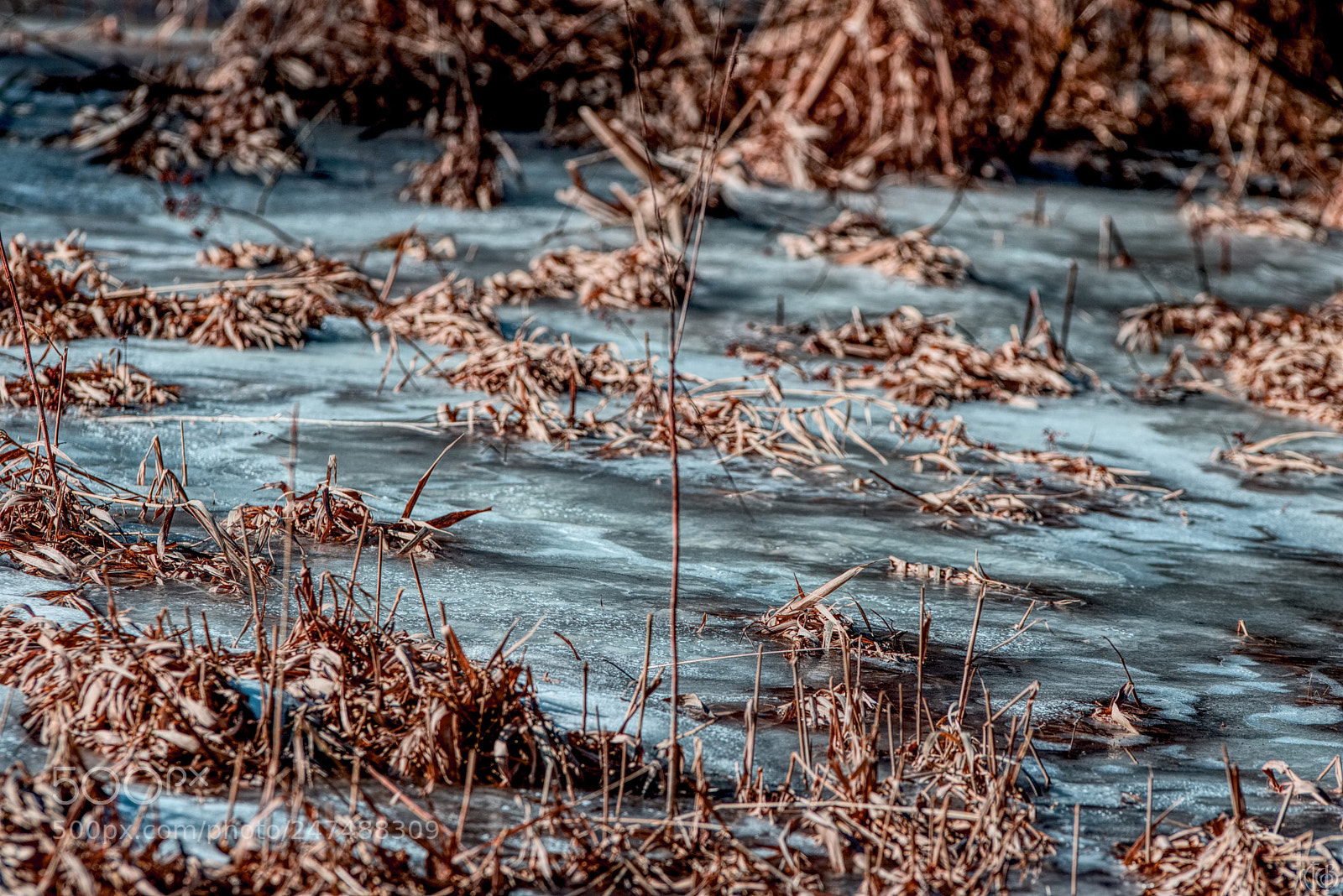 Canon EOS 750D (EOS Rebel T6i / EOS Kiss X8i) sample photo. Frozen field photography