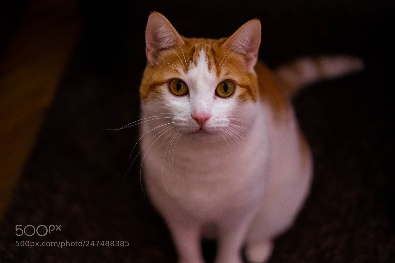 Fujifilm X-T10 sample photo. "look at me" photography