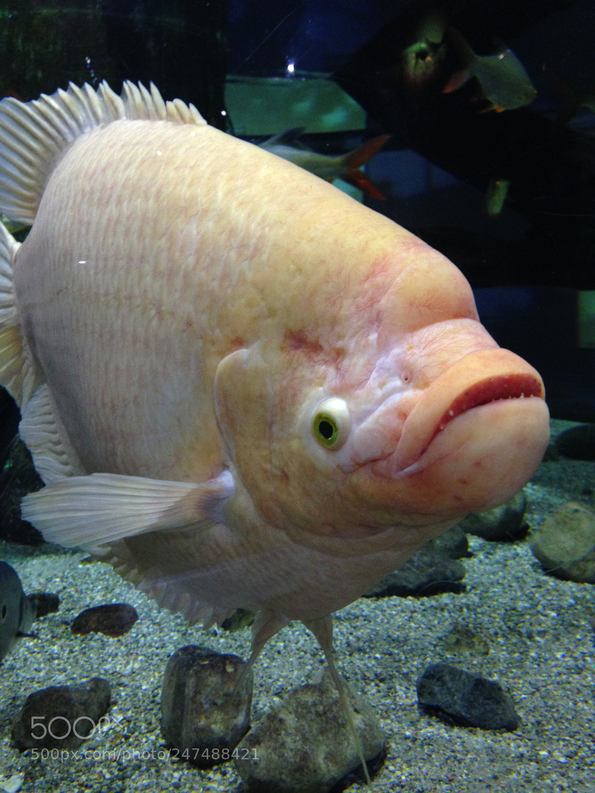Apple iPhone 5c sample photo. Cleveland aquarium photography