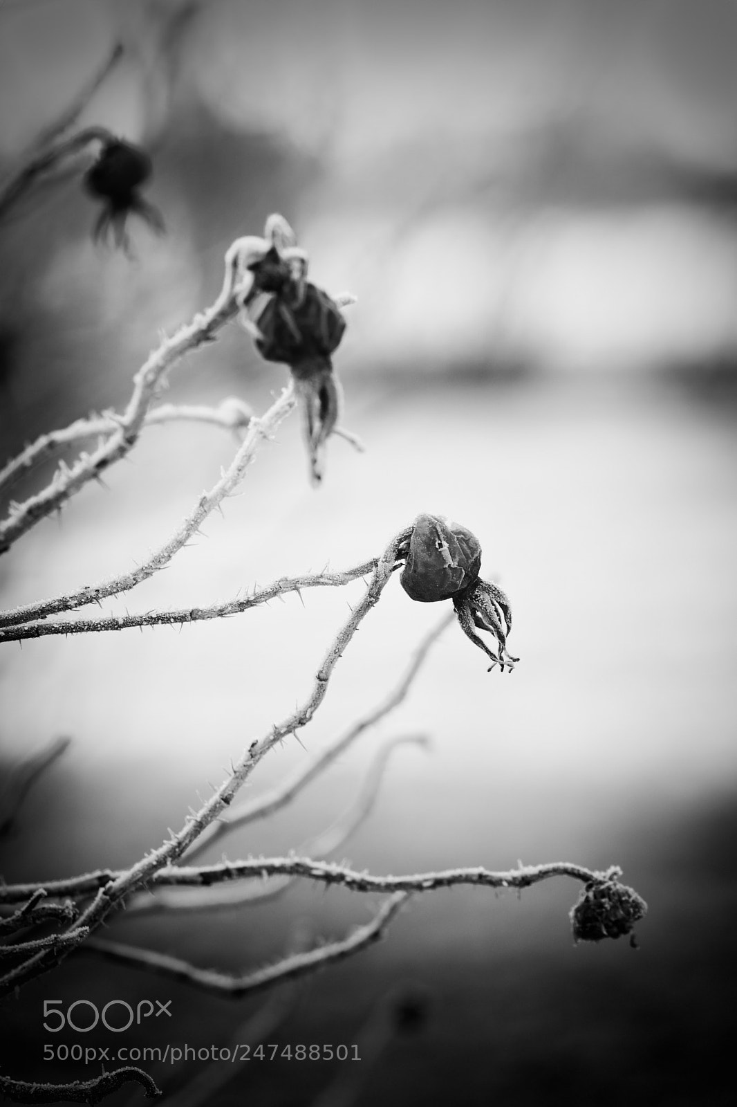 Nikon D7200 sample photo. Rose hips photography
