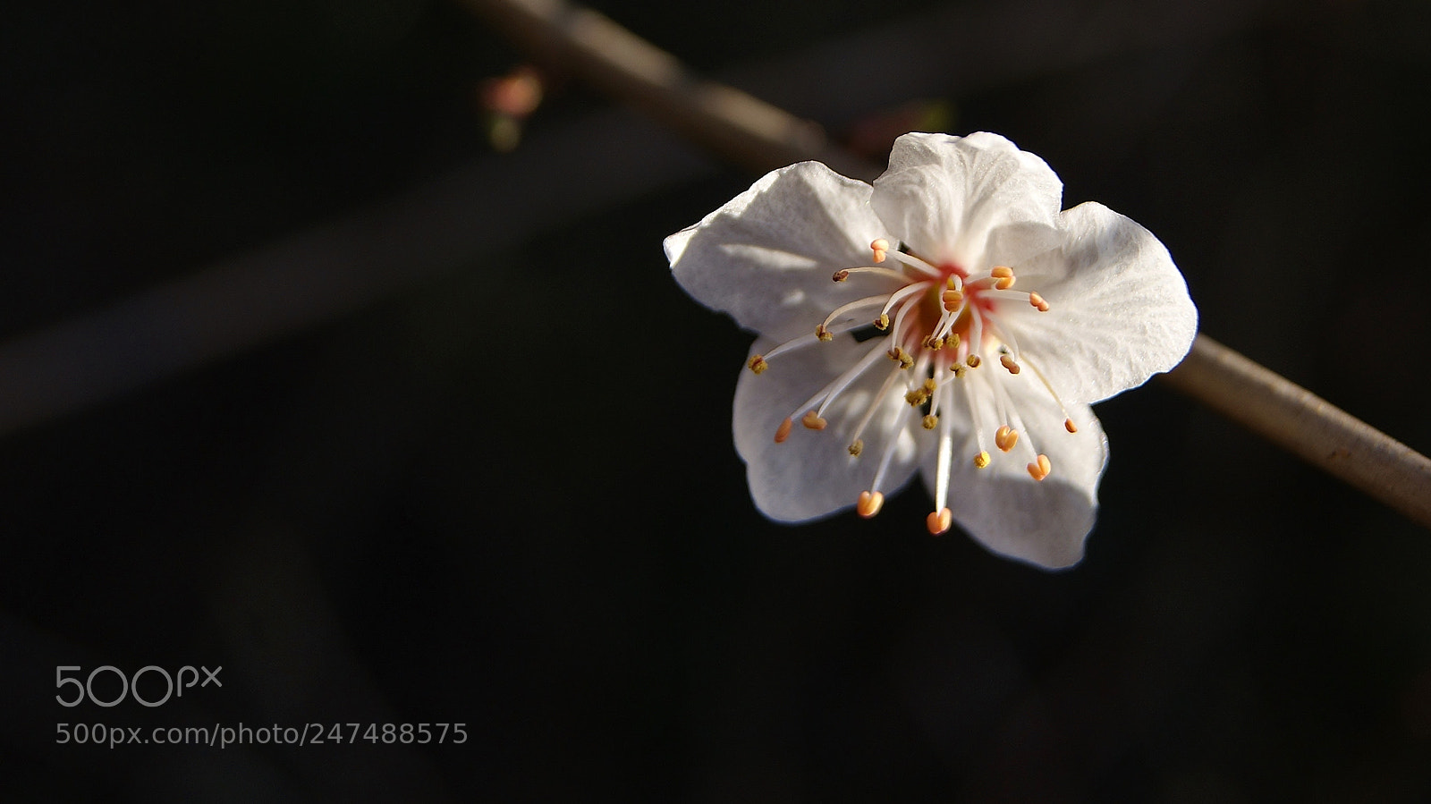 Sony Alpha DSLR-A380 sample photo. 2 degree blossom hold photography