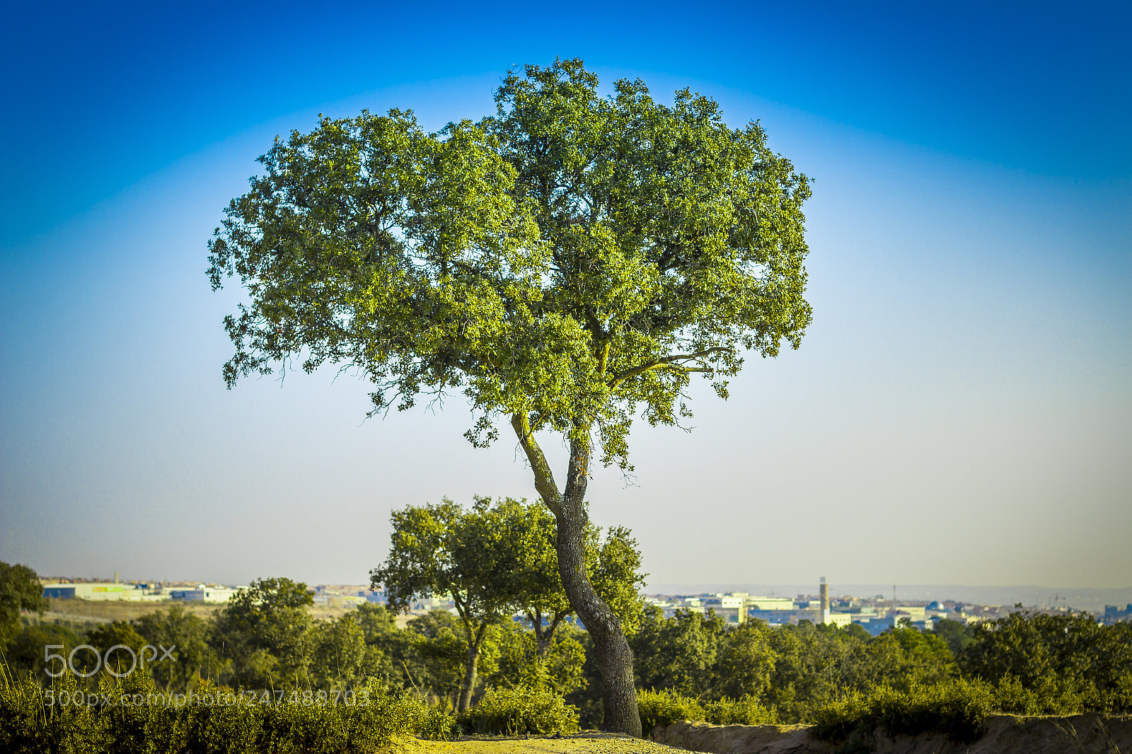 Canon EOS 600D (Rebel EOS T3i / EOS Kiss X5) sample photo. Nature in the city photography