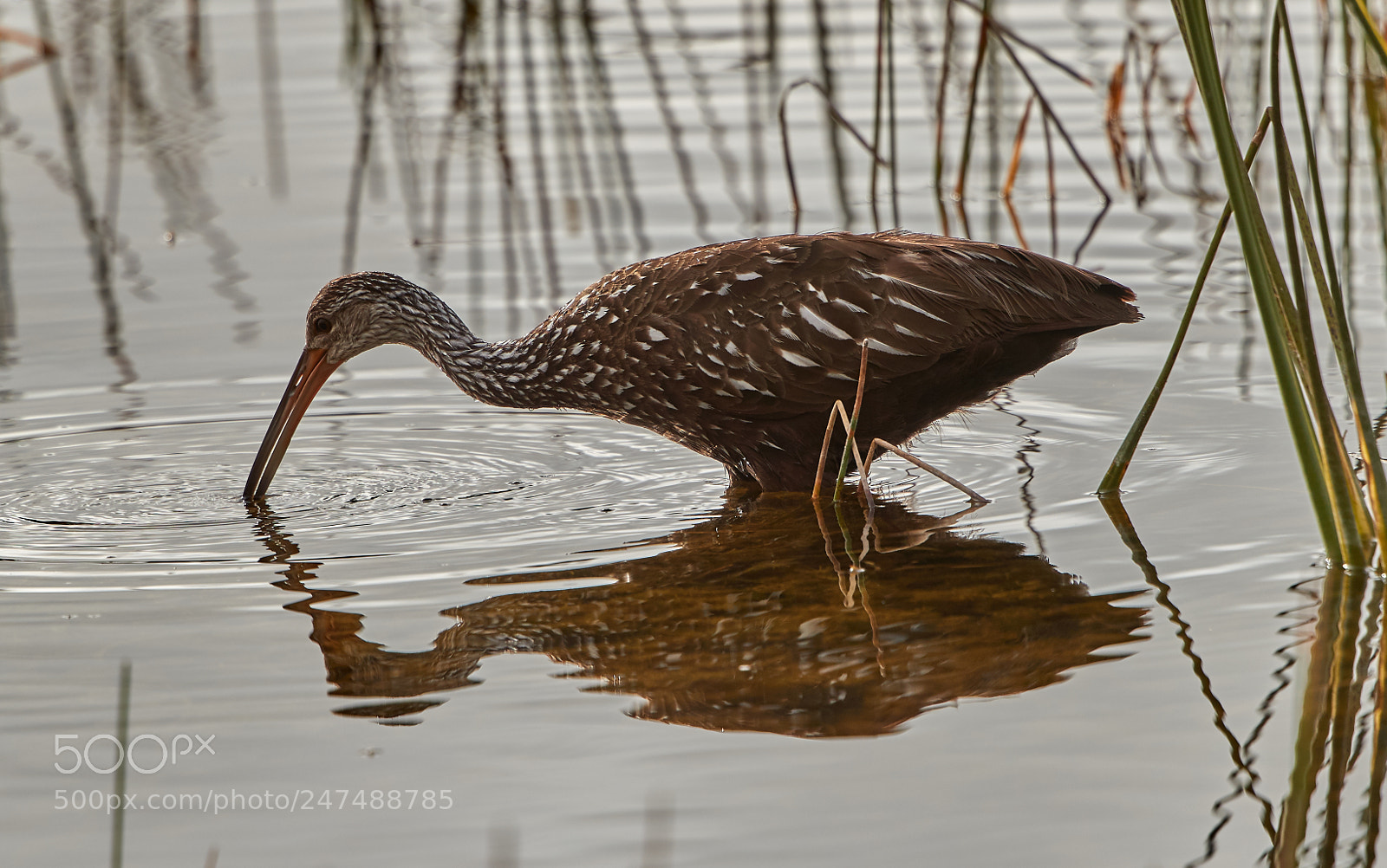 Canon EOS-1D X Mark II sample photo. 02-26-18-0005390.jpg photography
