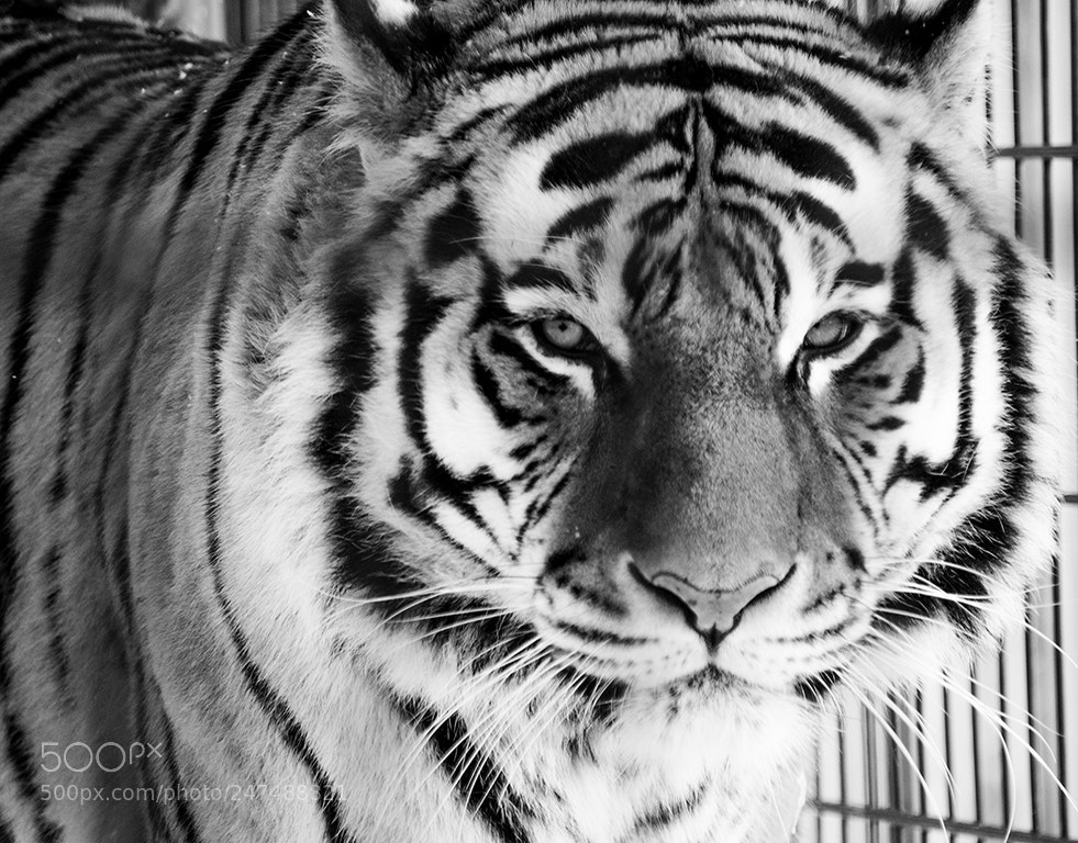 Nikon D7200 sample photo. Tiger. photography
