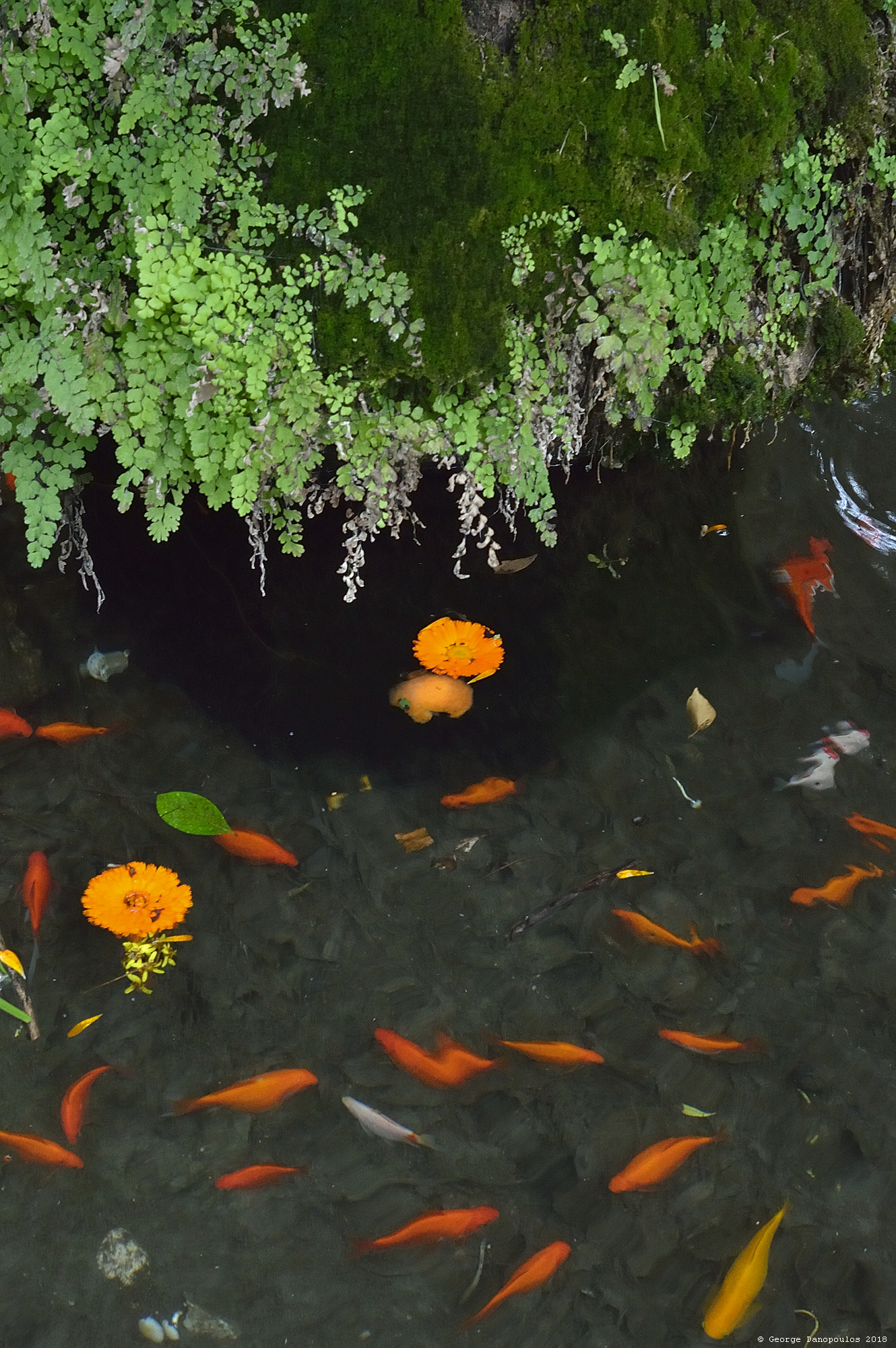 Nikon D3200 + Nikon AF Nikkor 50mm F1.8D sample photo. Pond with fish photography