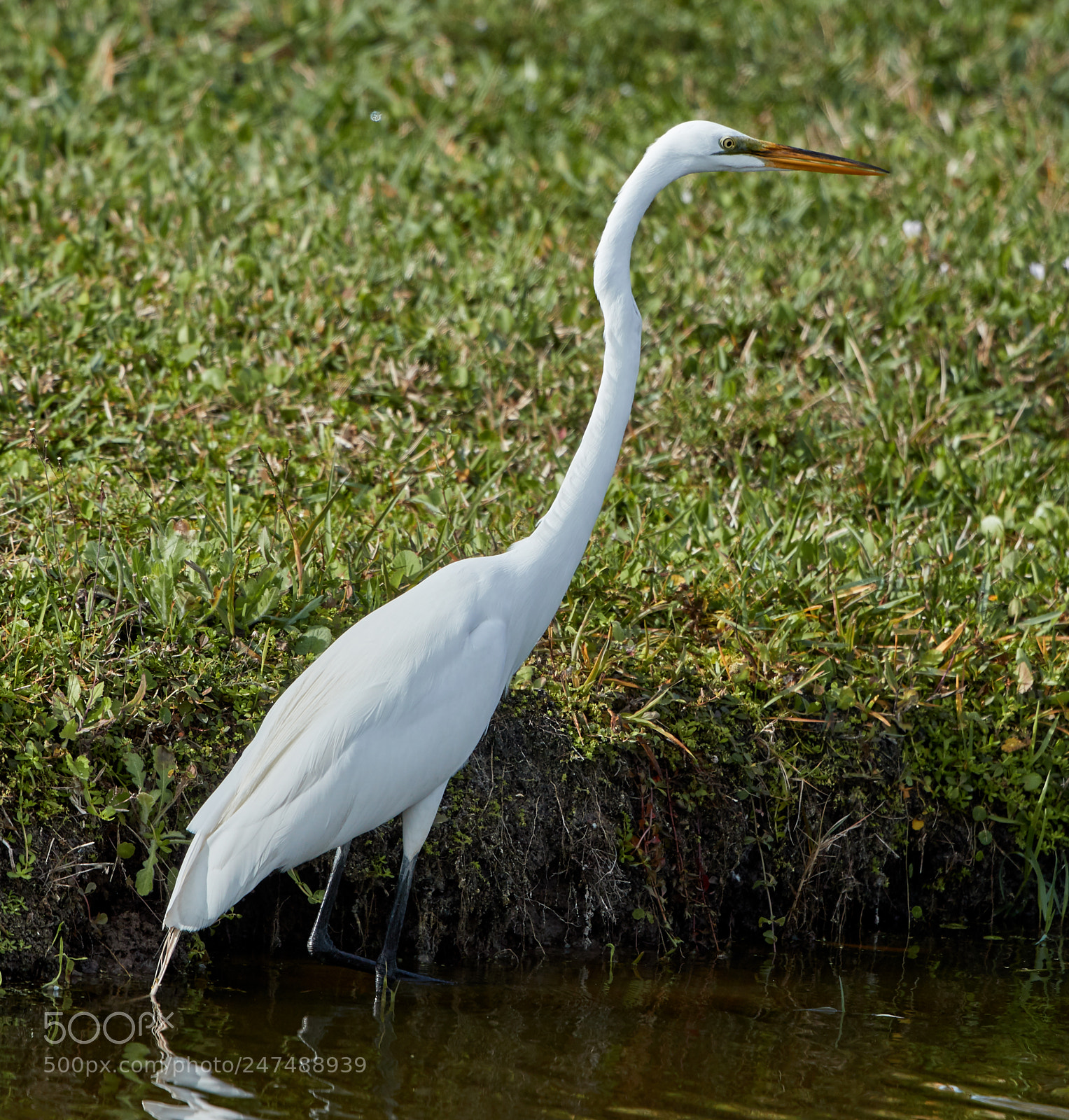 Canon EOS-1D X Mark II sample photo. 02-26-18-0005364.jpg photography