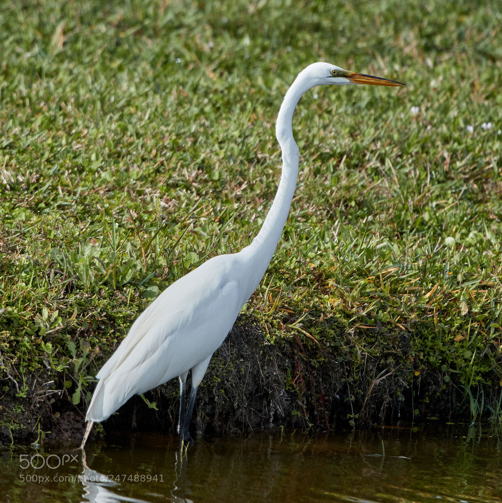 Canon EOS-1D X Mark II sample photo. 02-26-18-0005363.jpg photography