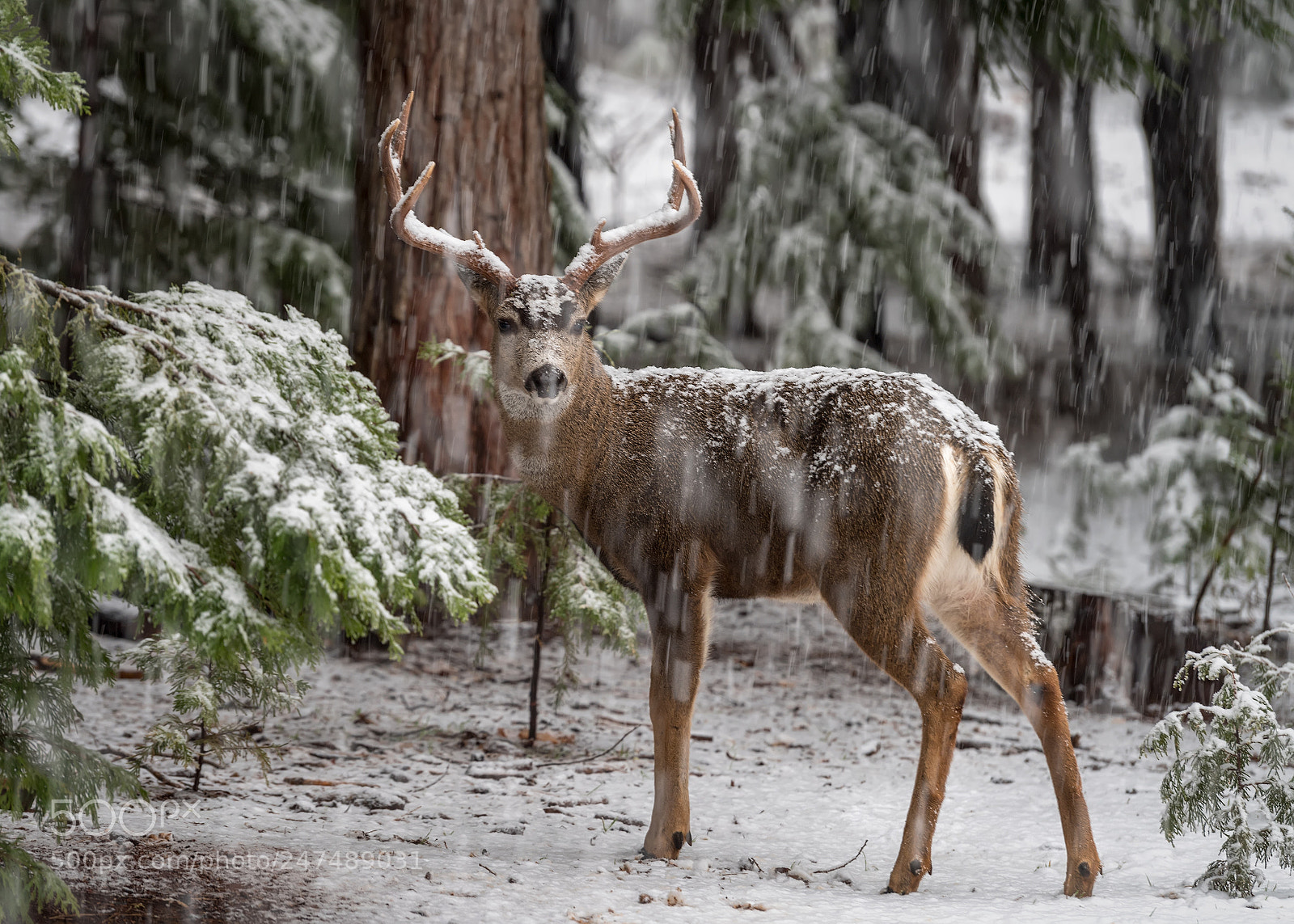 Nikon D5 sample photo. Weather the storm photography