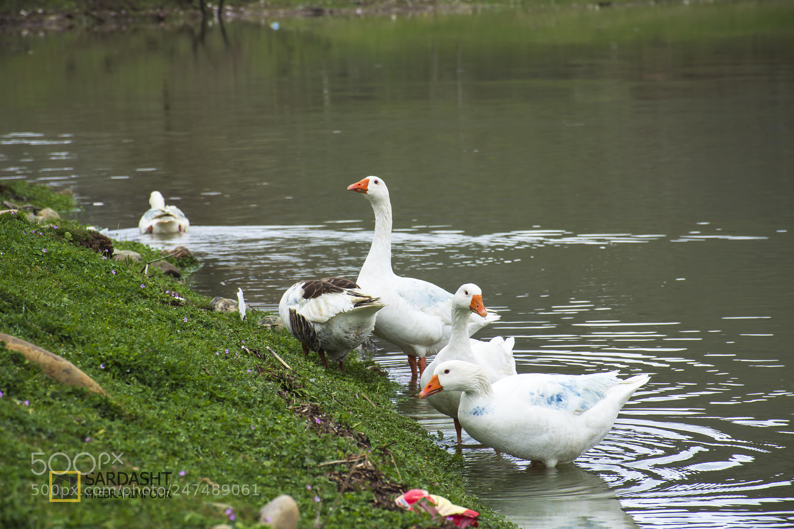 Nikon D7200 sample photo. Balan 2018 photography