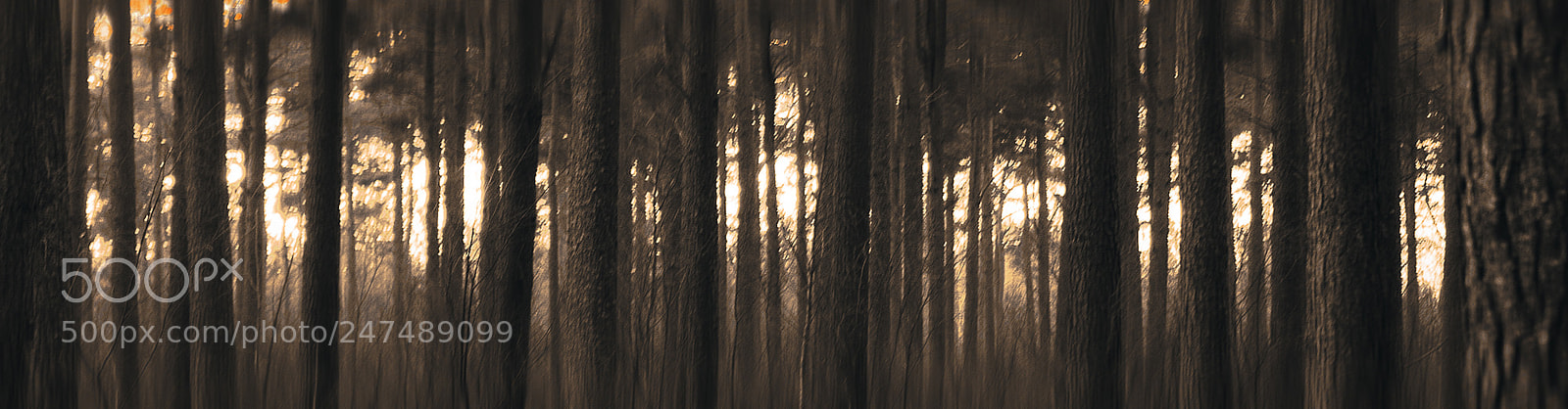 Sony a7R II sample photo. Enter the forest photography