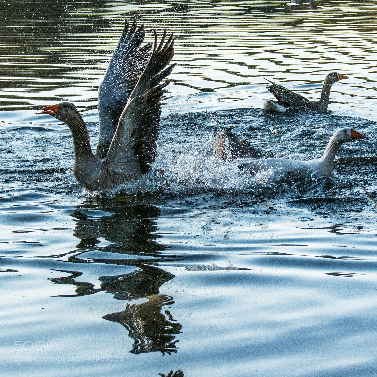 Nikon D5200 sample photo. Tales of life (46) photography