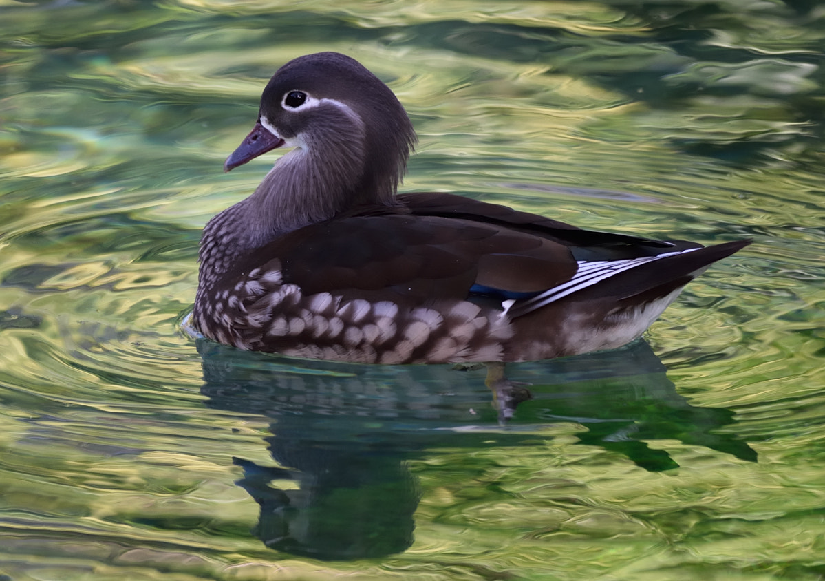 Nikon D3300 + Sigma 150-500mm F5-6.3 DG OS HSM sample photo. Mandarin duck (female) photography