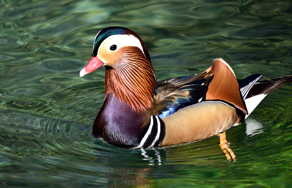 Nikon D3300 + Sigma 150-500mm F5-6.3 DG OS HSM sample photo. Mandarin duck (male) photography