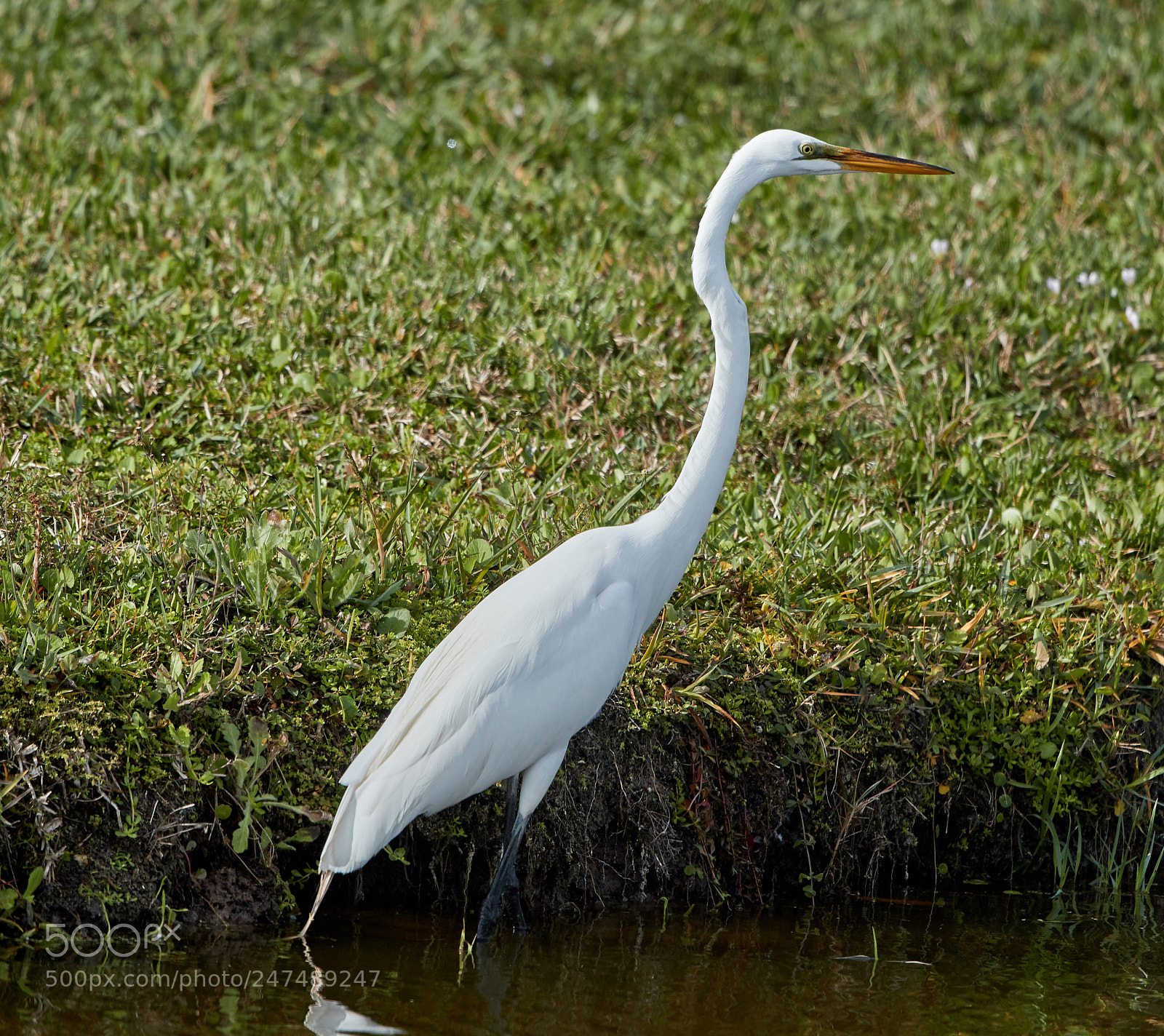 Canon EOS-1D X Mark II sample photo. 02-26-18-0005362.jpg photography