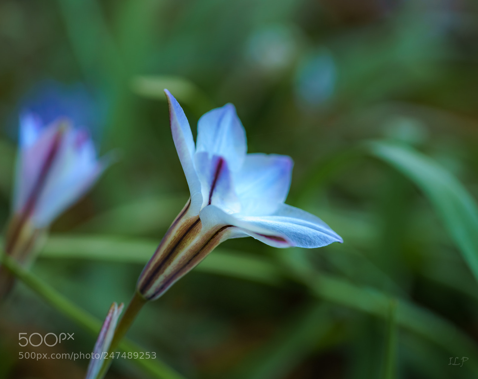 Sony a7R III sample photo. Among the grass iii photography