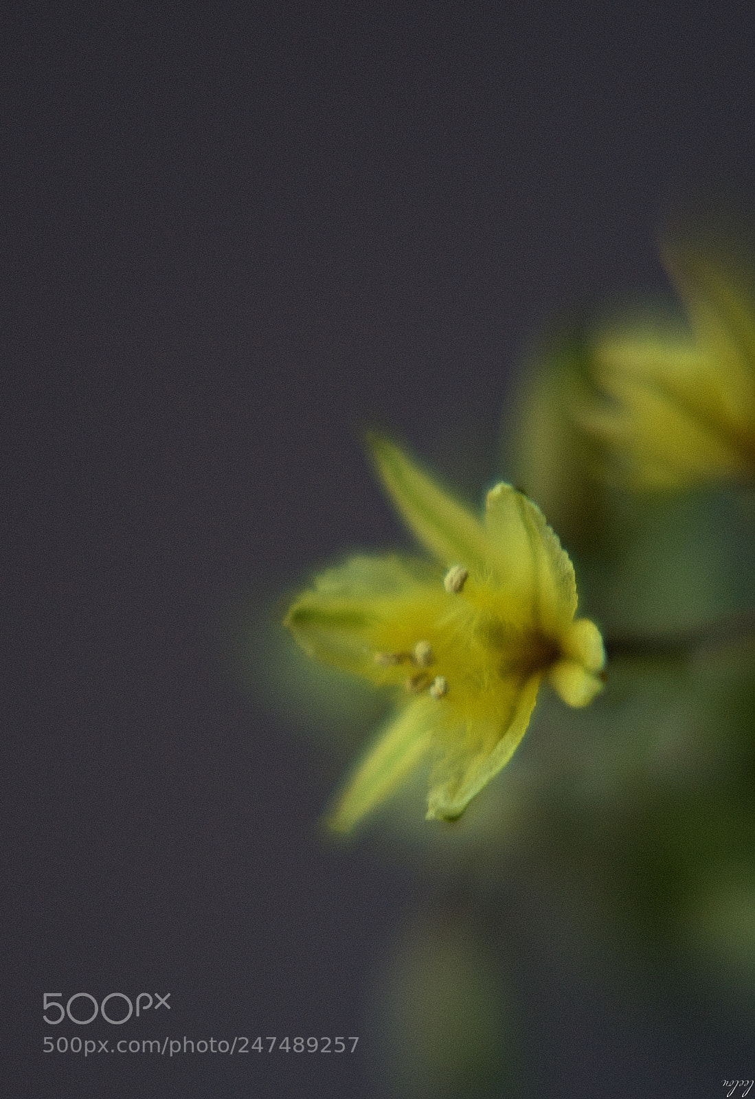 Nikon D3100 sample photo. Glimmer of hope... photography