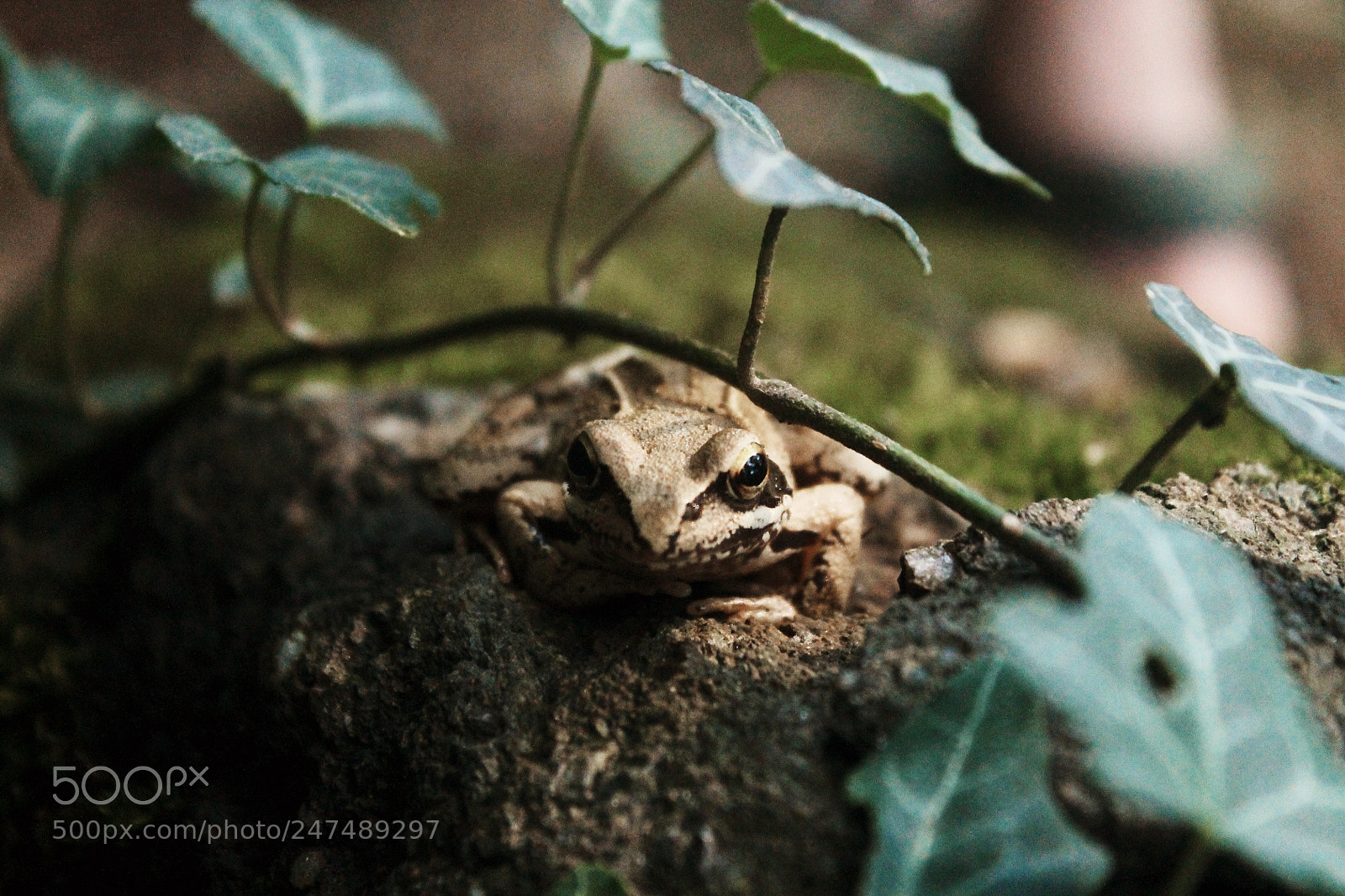 Canon EOS 1100D (EOS Rebel T3 / EOS Kiss X50) sample photo. Little frog photography