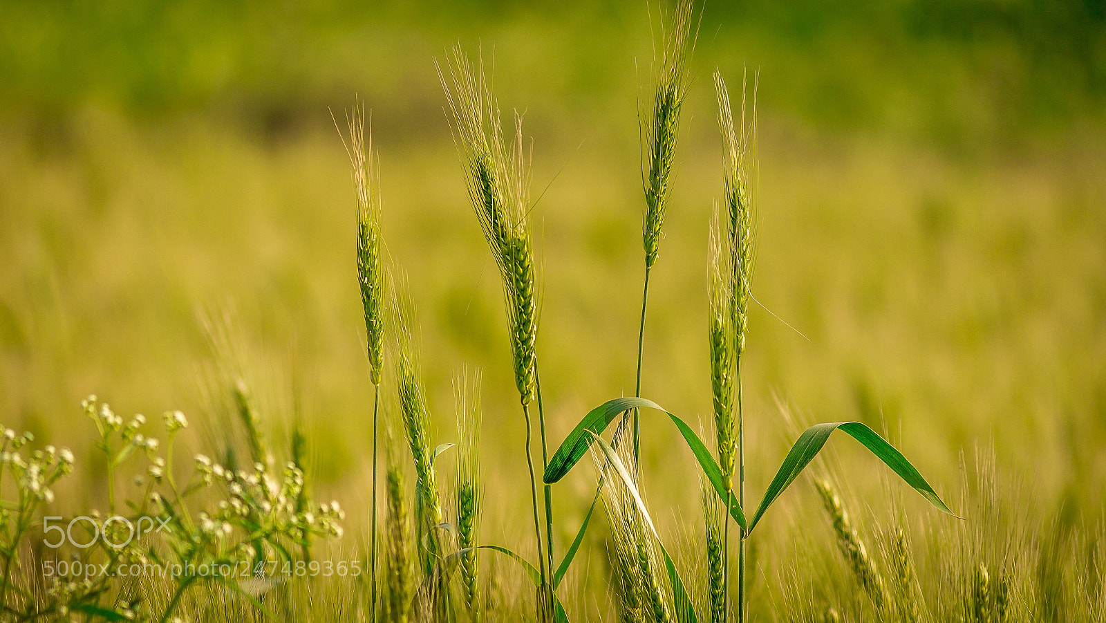 Canon EOS 1100D (EOS Rebel T3 / EOS Kiss X50) sample photo. Farmers are the real photography