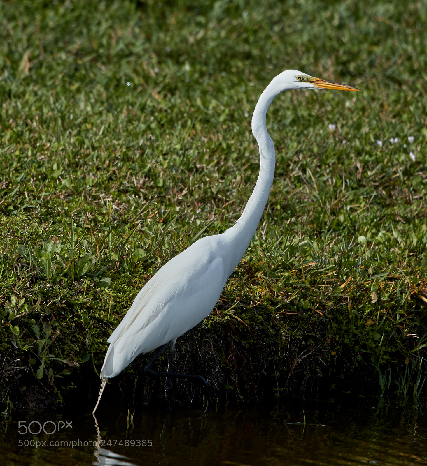 Canon EOS-1D X Mark II sample photo. 02-26-18-0005361.jpg photography