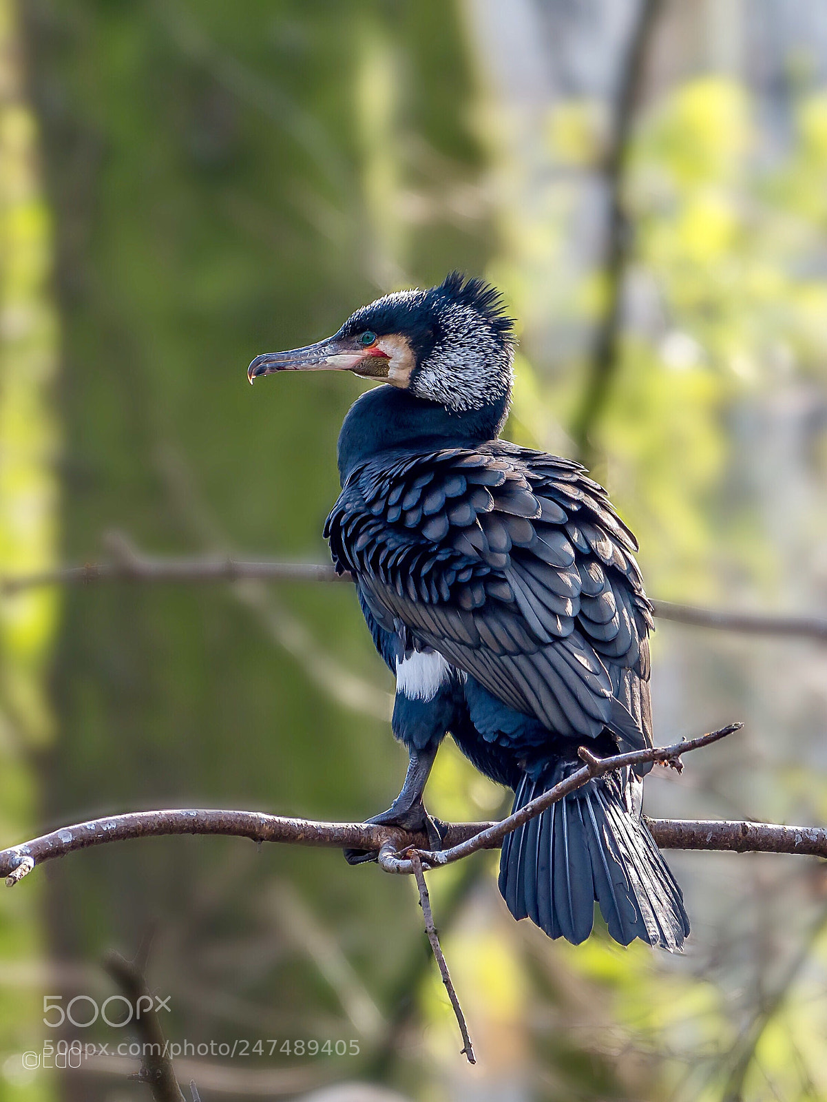 Olympus OM-D E-M1 Mark II sample photo. A cormorant looking back photography