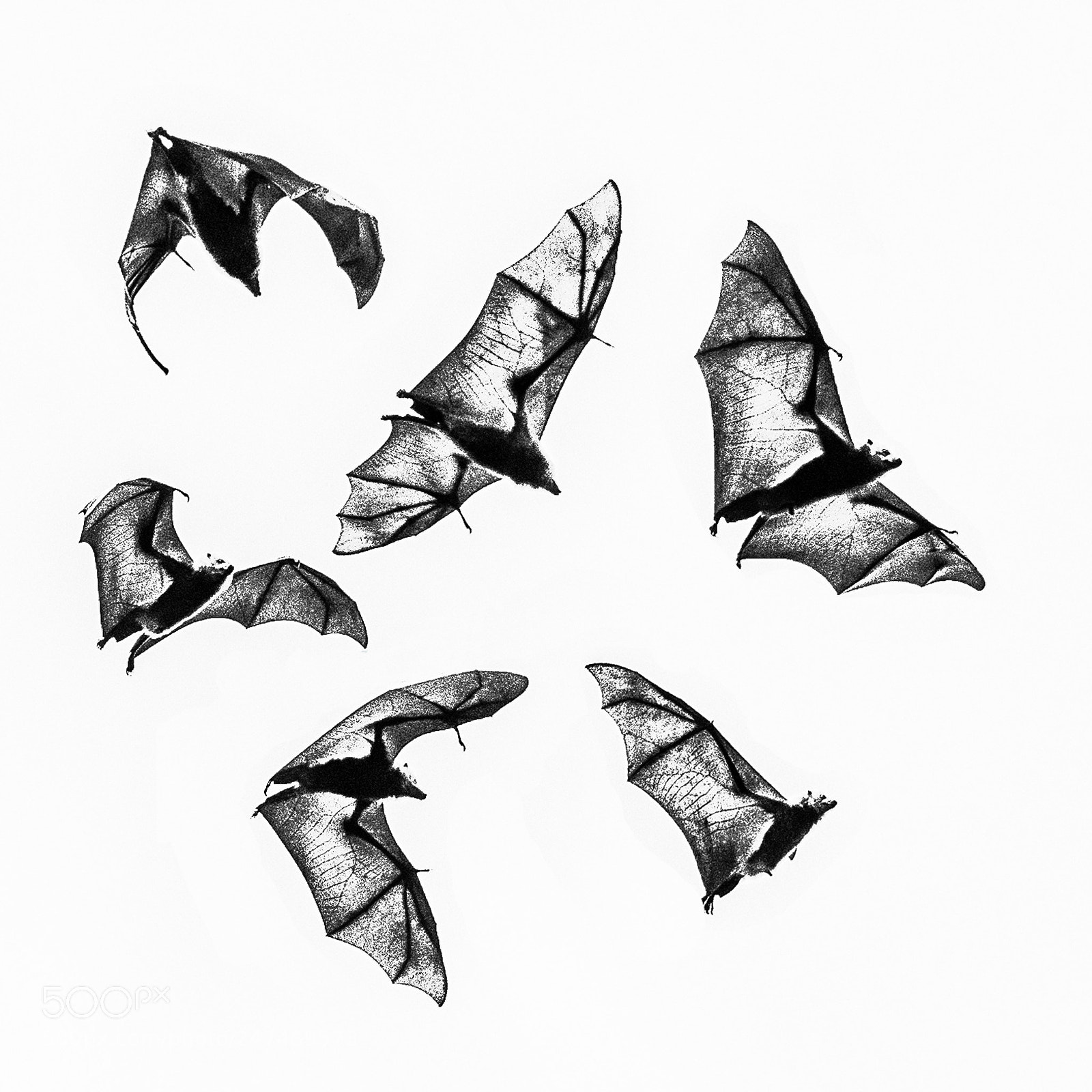 Nikon D800 sample photo. Batmen photography