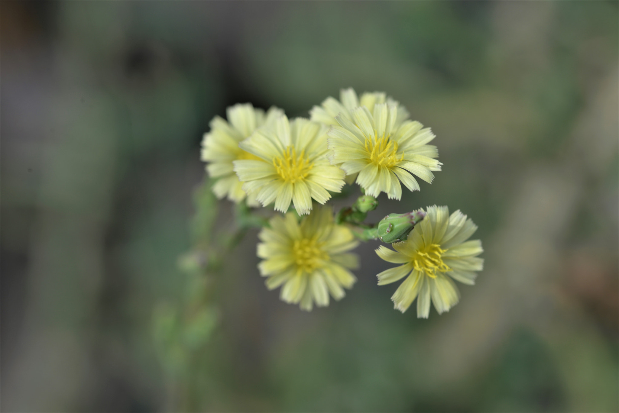 Sigma 105mm F2.8 EX DG OS HSM sample photo