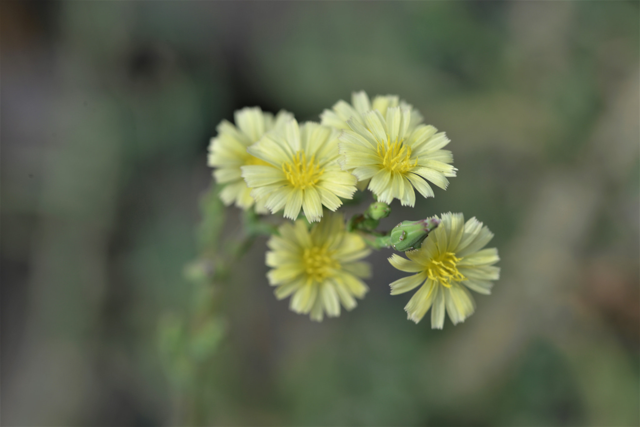 Nikon D610 + Sigma 105mm F2.8 EX DG OS HSM sample photo