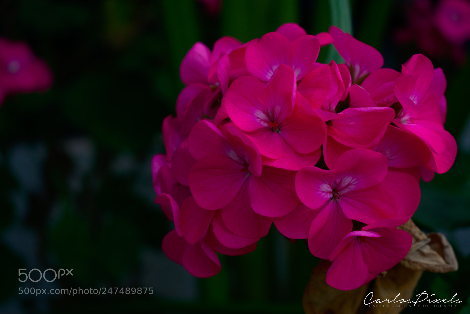 Nikon D3400 sample photo. Pinky photography