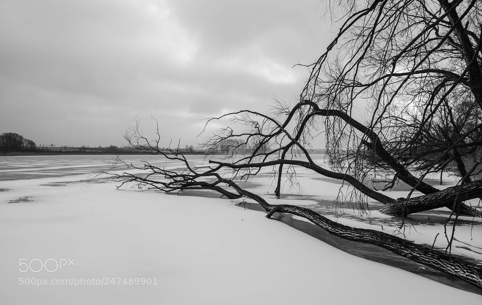 Nikon D810 sample photo. Dead trees on the photography