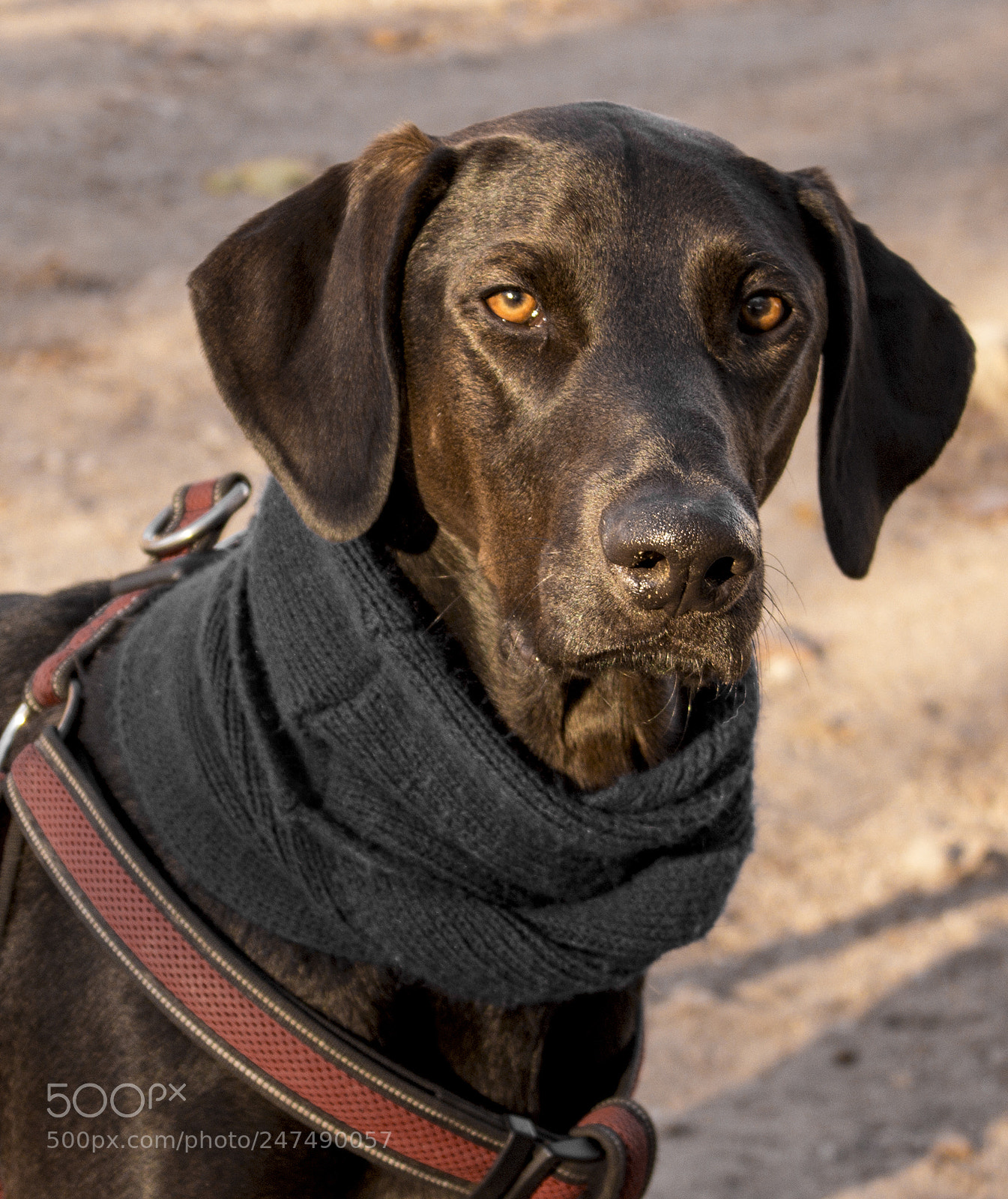 Canon EOS 600D (Rebel EOS T3i / EOS Kiss X5) sample photo. Thor eyes photography