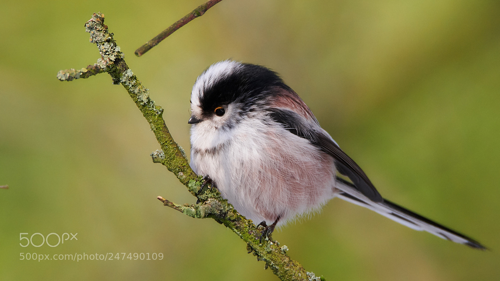 Nikon D7500 sample photo. Long-tailed tit photography
