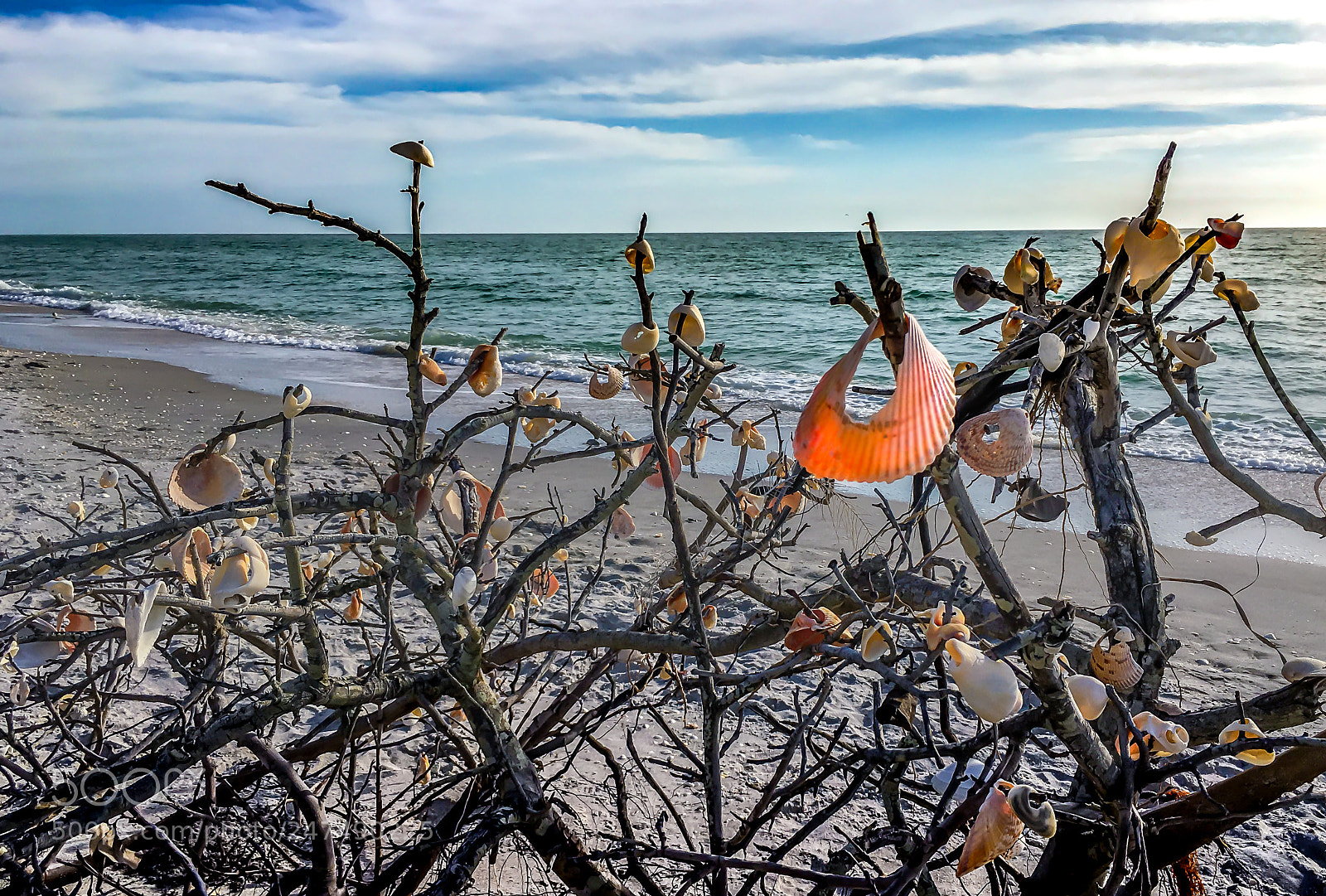Apple iPhone 6s Plus sample photo. Shell tree at the photography