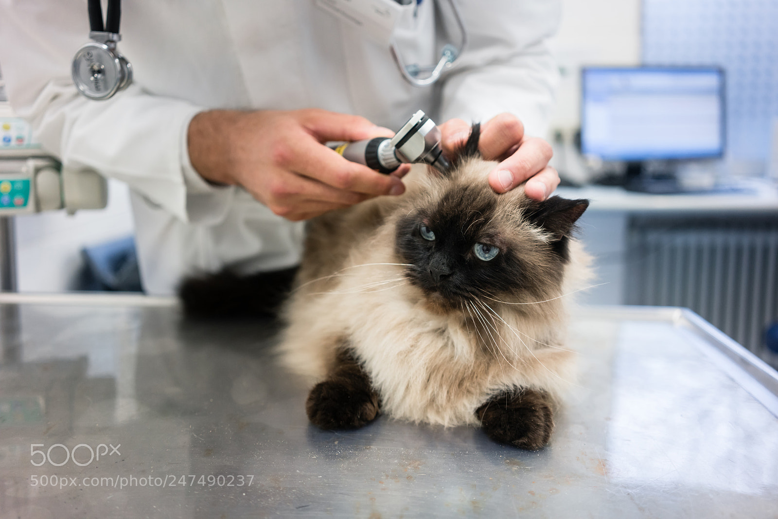 Sony a7R II sample photo. Veterinarian examining cat photography