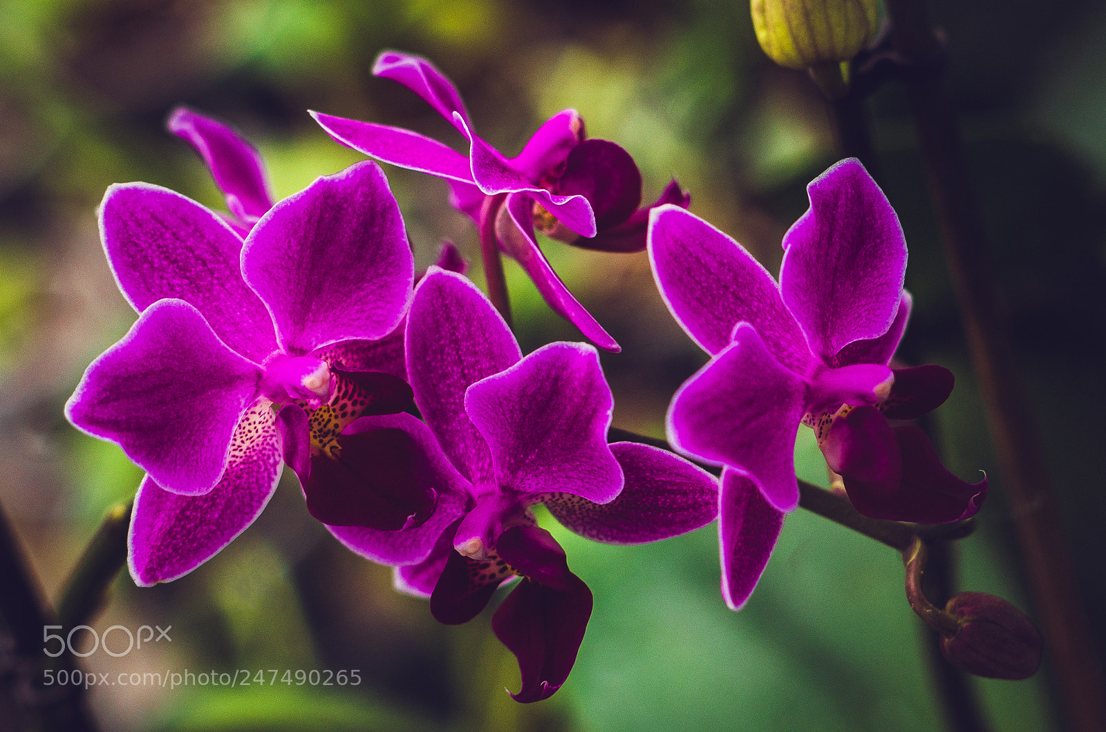 Pentax K-50 sample photo. Orchid photography