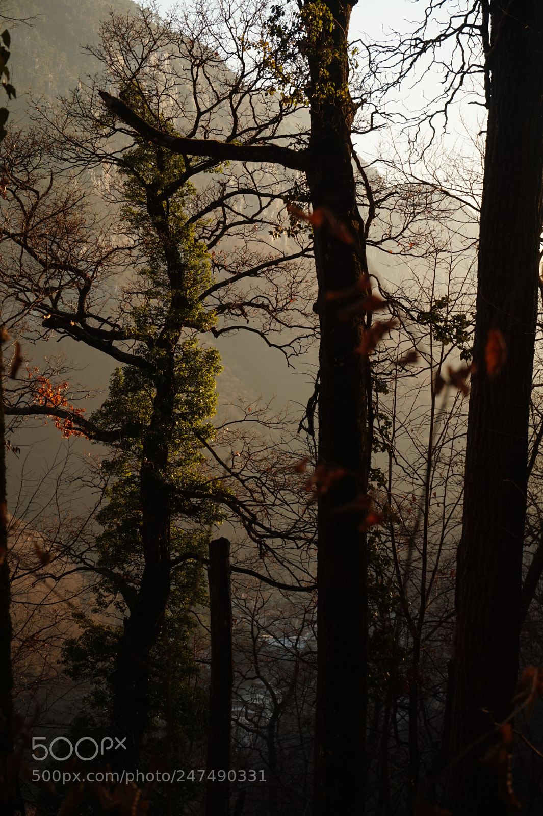 Sony Alpha a5000 (ILCE 5000) sample photo. Survival of the greenest photography